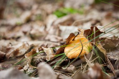 Beautiful chanterelle (cantharllus cibrius) mushrooms in the forest. Shallow depth of field (DOF)