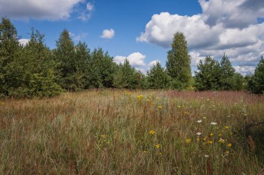 Güneşli bir günde kozalaklı bir ormanın önünde çimenli bir çayır.