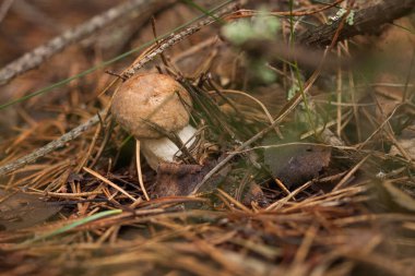 Ormanda beyaz mantar. (Boletus edulis) Küçük alan derinliği.