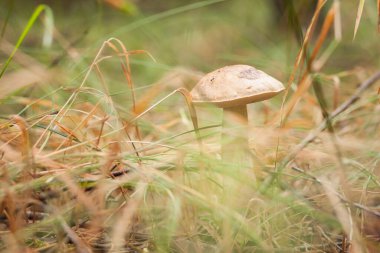 Yenilebilir mantar kapağı boletus (Leccinum scabrum). Küçük alan derinliği