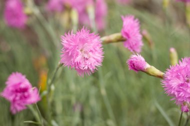 Bahçedeki pembe karanfil çiçekleri (Dianthus caryophyllus). Küçük alan derinliği