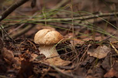 Ormanda beyaz mantar. (Boletus edulis) Küçük alan derinliği.