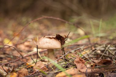 Yenilebilir mantar kapağı boletus (Leccinum scabrum). Küçük alan derinliği