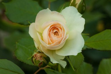 Bahçedeki bitkilerin arasında Beyaz Gül. Yakın plan. Küçük alan derinliği