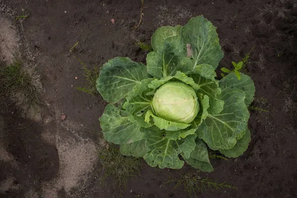 Cabbage in the garden. Top view. Food