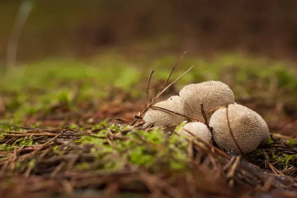 Çam ormanında Lycoperdon perlatum. Küçük alan derinliği