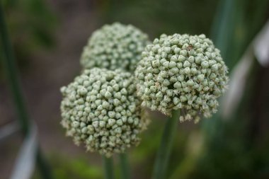 Soğan çiçekleri. Tarım geçmişi. Yüzeyin derinliği (DOF)