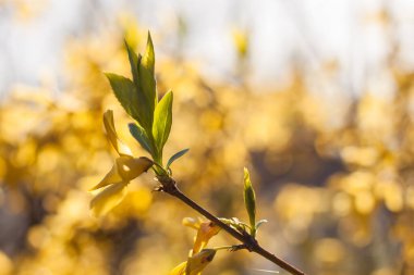 Genç yapraklar. Küçük alan derinliği