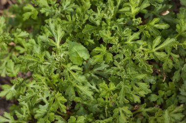 Genç kasımpatı yaprakları. Süs bitkisinin yeşil yapraklarının arka planı. Alanın küçük derinliği (DOF)