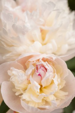 Yeşil yaprakların arasında beyaz şakayık (Paeonia) çiçeği. Küçük alan derinliği