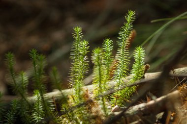 Ormanda sert kulüp yosunları (Lycopodium nototinum). Yakın plan. DOF