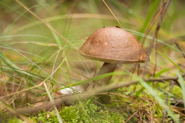 Yenilebilir mantar kapağı boletus (Leccinum scabrum). Küçük alan derinliği