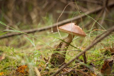 Yenilebilir mantar kapağı boletus (Leccinum scabrum). Küçük alan derinliği