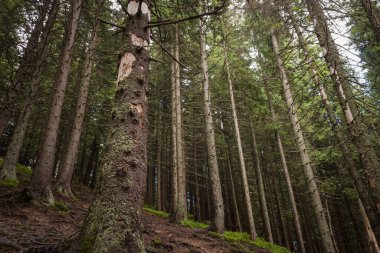 Dağ kozalaklı ormanları. Karpat Ormanı. 