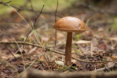 Ormanda yenilebilir mantar kapağı boletus (Leccinum scabrum) bulunur. Küçük alan derinliği