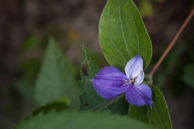 Clematis bahçede çiçek açtı.