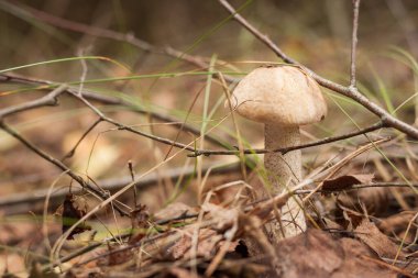 Ormanda yenilebilir mantar kapağı boletus (Leccinum scabrum) bulunur. Küçük alan derinliği