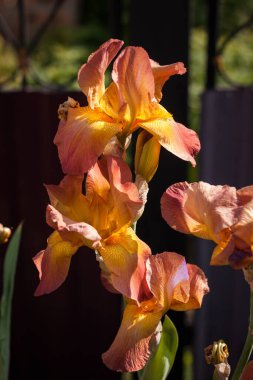 Yaz bahçesinin içinde güzel krema süsen çiçekleri. Küçük alan derinliği