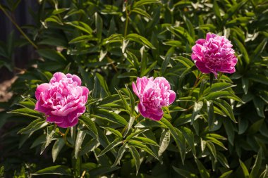 Yeşil yaprakların arasında pembe şakayık (Paeonia) çiçeği