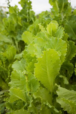 Bahçe yemyeşil salata ile. Taze yeşil salata.. 