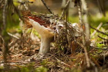 Kozalaklı bir ormanda Russula. Küçük alan derinliği