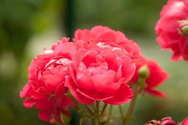 Bahçedeki bitkilerin arasında kırmızı güller. Yakın plan. DOF