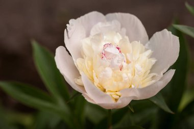 Yeşil yaprakların arasında beyaz şakayık (Paeonia) çiçeği. Küçük alan derinliği