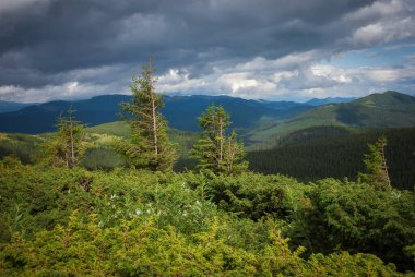 Dağ manzarası. Mavi dağların ve güzel bulutların arkasındaki kozalaklı dağ ormanı