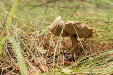 Ormanda yenilebilir mantar kapağı boletus (Leccinum scabrum) bulunur. Küçük alan derinliği