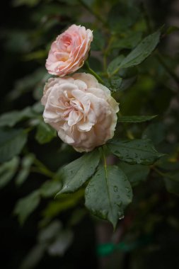 Bahçedeki bitkilerin arasında Beyaz Gül. Yakın plan. DOF
