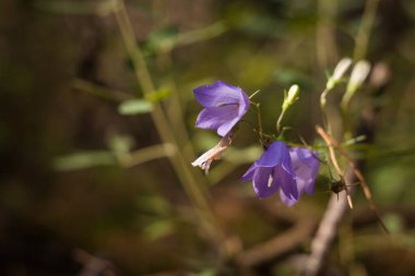 Ormanda mor orman çanı (Campanula patula)