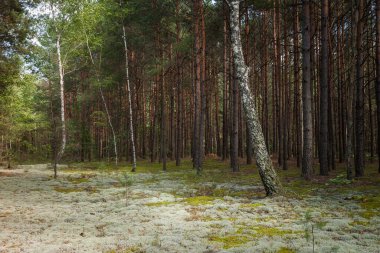 Çam ormanındaki huş ağaçları. Yakın plan.