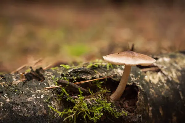 松树林中美丽的蘑菇 实地深度小 免版税图库照片