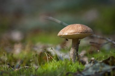 Ormanda yenilebilir mantar kapağı boletus (Leccinum scabrum) bulunur. Küçük alan derinliği