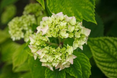 Hydrangea Flowers. lose up. Small depth of field