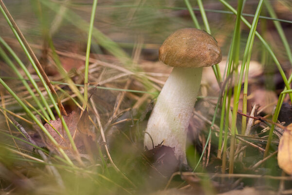 Edible mushroom brown cap boletus (Leccinum scabrum) in the forest. Small depth of field