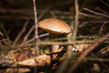 Ormanda yenilebilir mantar kapağı boletus (Leccinum scabrum) bulunur. Küçük alan derinliği