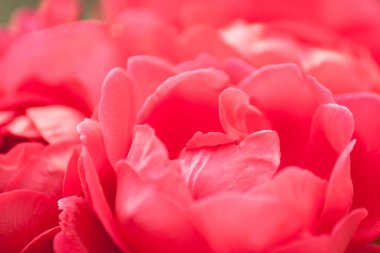 Bahçedeki bitkilerin arasında kırmızı güller. Yakın plan. DOF