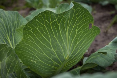 Lahana yaprakları yakın plan. Alanın küçük derinliği (DOF)