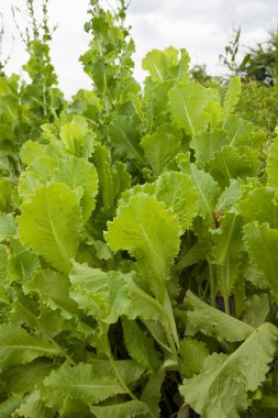 Bahçe yemyeşil salata ile. Taze yeşil salata.. 