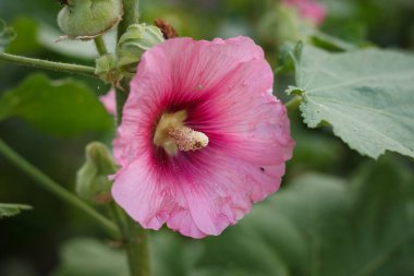 Yeşil yapraklar arasında pembe mallow