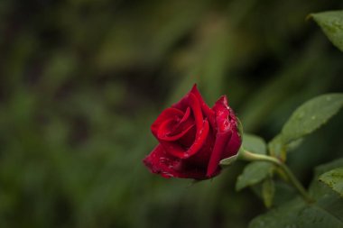 Gül yapraklarının üzerindeki çiy damlaları. Yakın plan. DOF