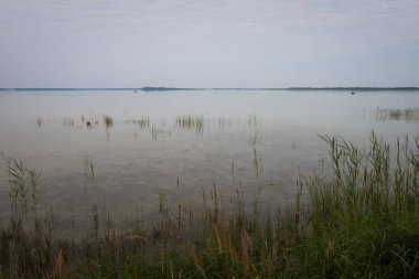Resimli bir gölde gri bir sabah. Temiz, sakin su ve sığ sularda sazlıklar