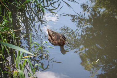 Genç vahşi ördek nehirde