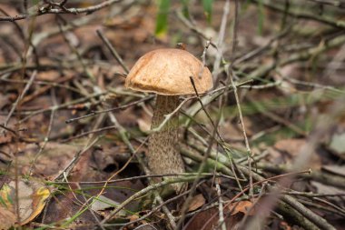 Ormanda yenilebilir mantar kapağı boletus (Leccinum scabrum) bulunur. Küçük alan derinliği