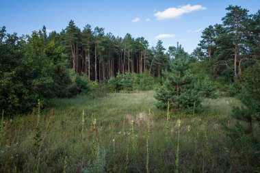 Kozalaklı bir ormanın önünde çimenli bir çayır.