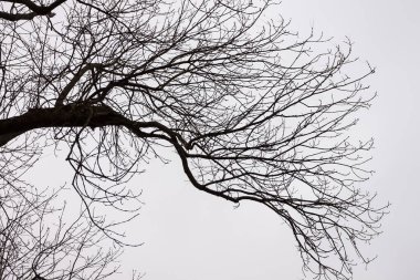 Ağaç siluetleri Gri sonbahar gökyüzünün arka planında taçlanıyor