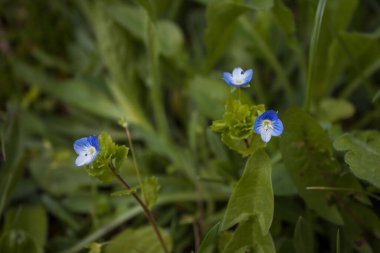 Veronica arvensis bahçede. Küçük alan derinliği