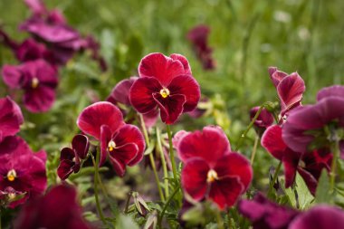 Viola bahçedeki bitkiler arasında üç renkli. Küçük alan derinliği