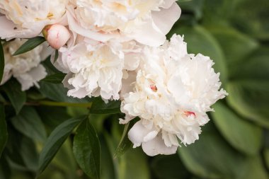 Yeşil yaprakların arasında beyaz şakayık (Paeonia) çiçeği. Küçük alan derinliği